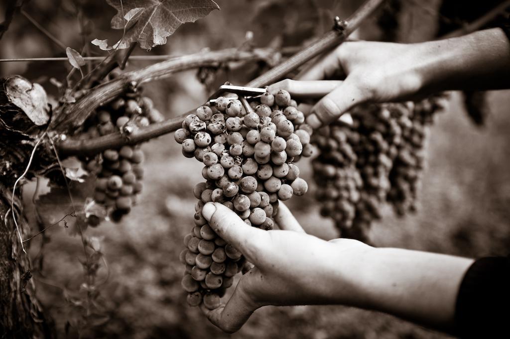 פסאק Chateau Pape Clement חדר תמונה