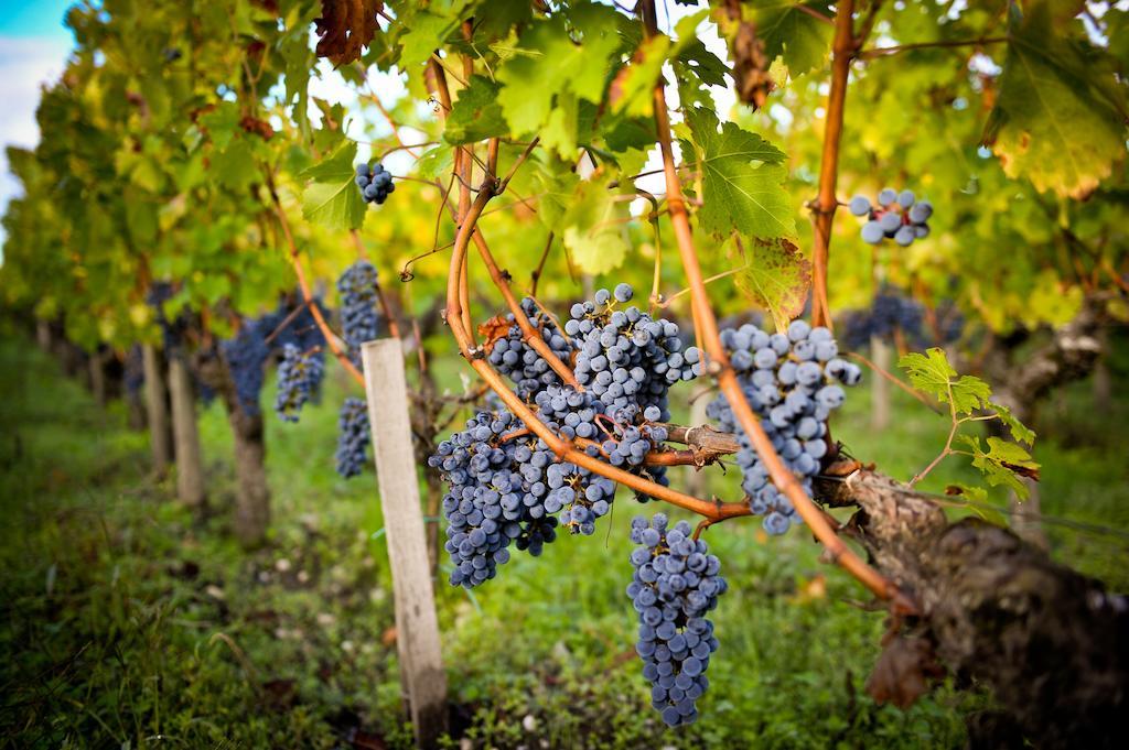 פסאק Chateau Pape Clement מראה חיצוני תמונה